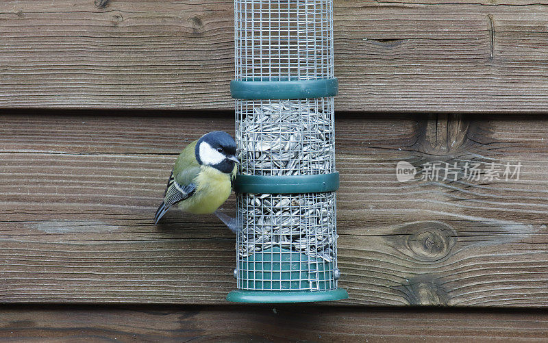 大山雀(Parus major)进食